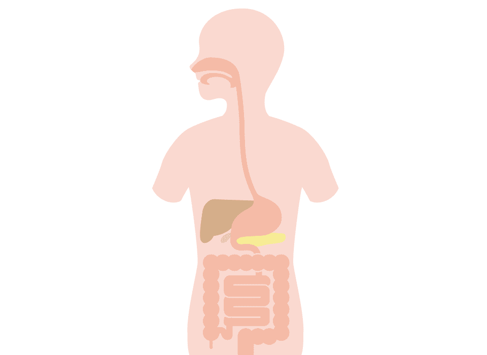 消化器系に関する楽しい事実